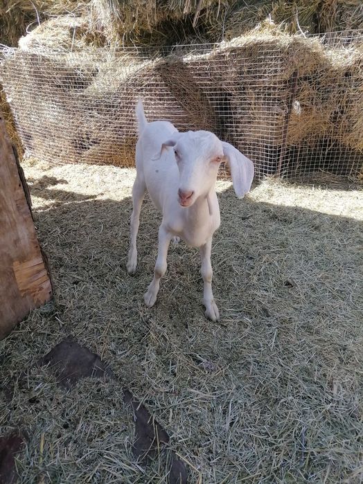 Продам козозочек