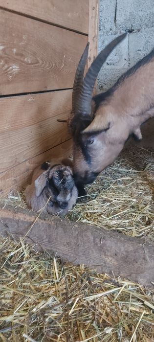 De vânzare ieduti și capre