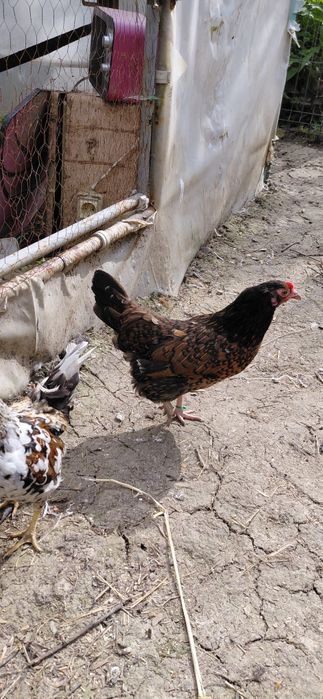 Cocosi americani si gaini  pitice
