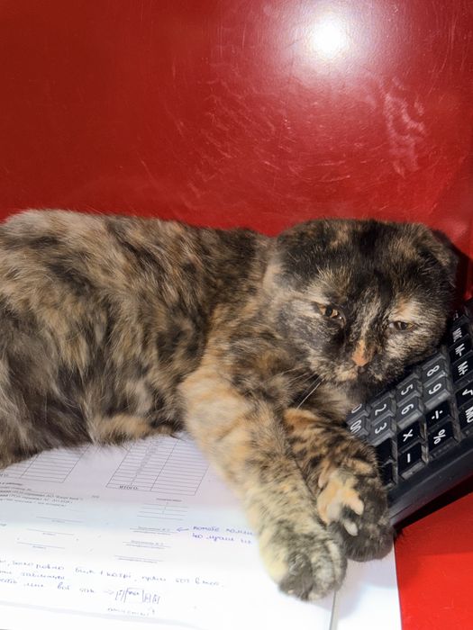 Отдам бесплатно в добрые руки кошку