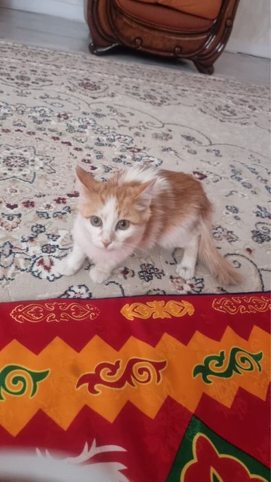 отдам в хорошие руки