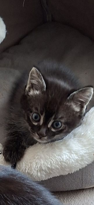 Котята ищут дом!