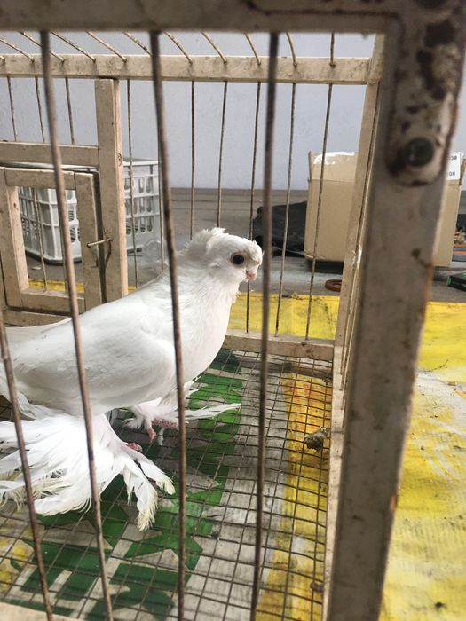 Белый самец молодой