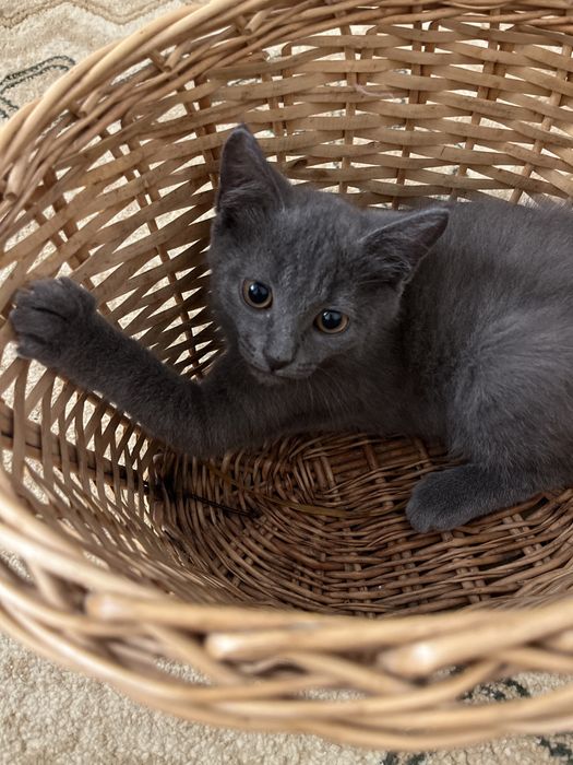 Котенок ищет новый дом