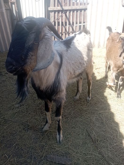 Продам козла породы Битал