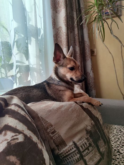 Найдена собака, ищем новых или старых хозяев