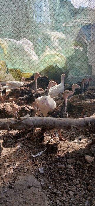 Курка жужалари сотилади