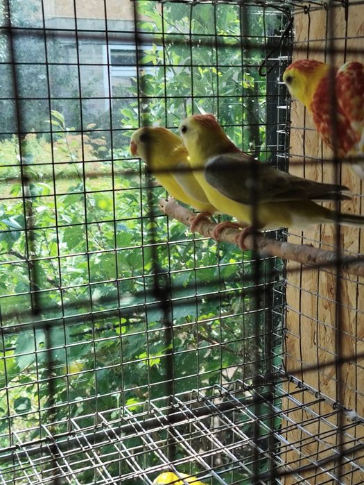 Молодёжь певчих попугаев.