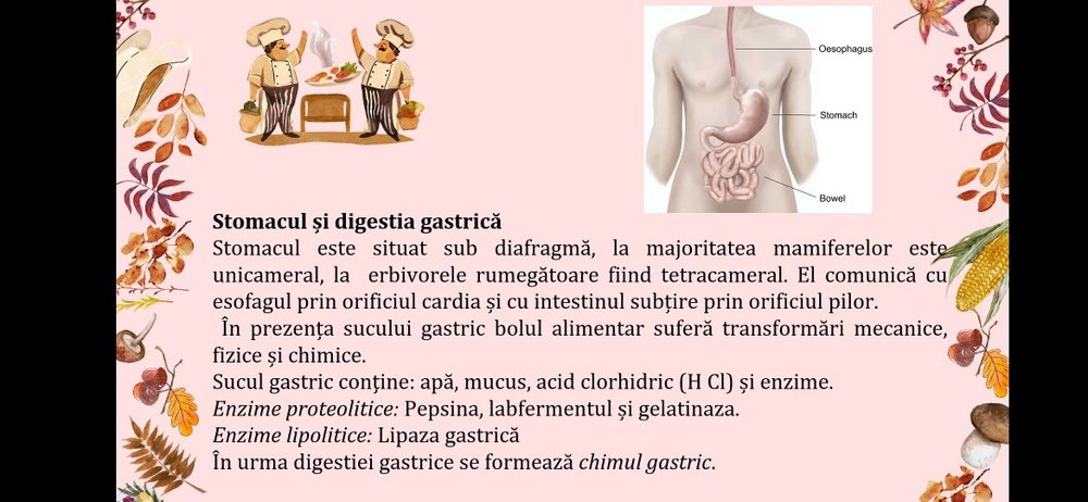 Meditații bacalaureat biologie
