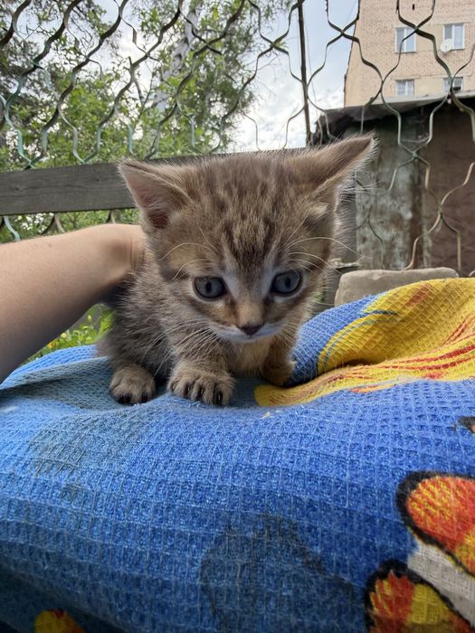 Отдам котика в добрые руки
