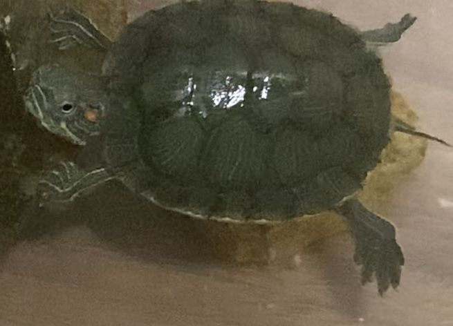 Красноухая черепаха