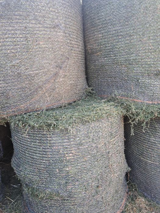 Baloti lucerna / Baloti 1,2 m/Baloti rotunzi lucerna coasa 4/Baloti