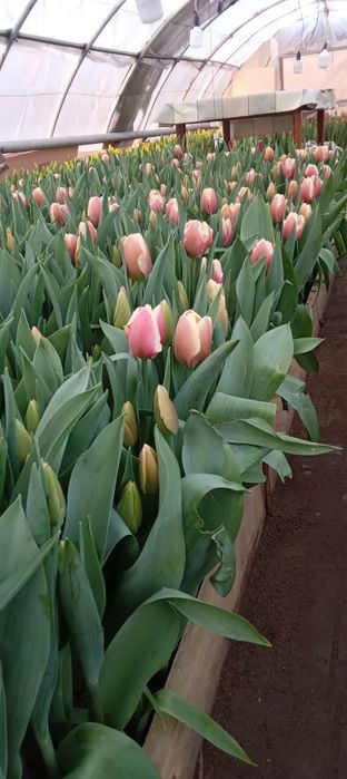 Продам теплице..