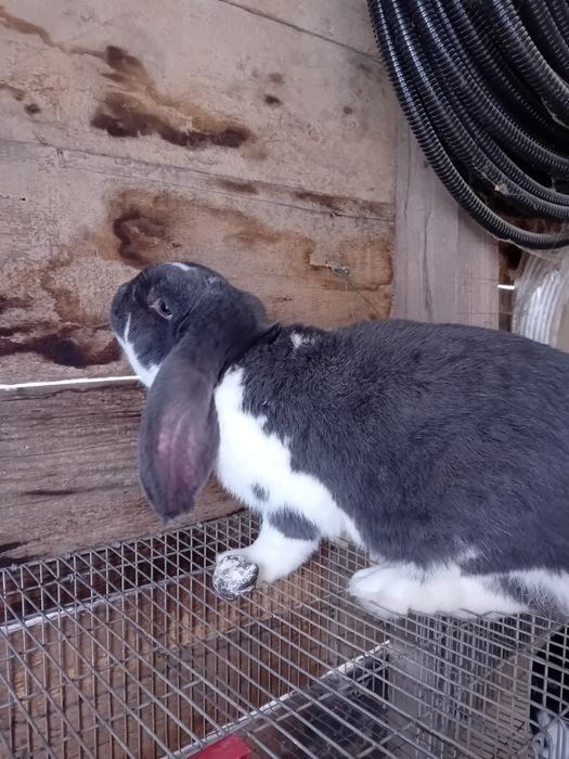 Iepuri berbec german