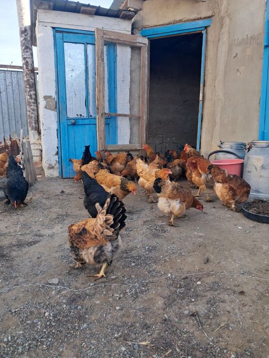 Продам курей брама