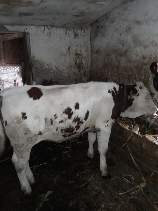 Vind vitea bălțată românească merită văzut