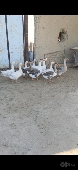 G'ozlar sotiladi Buxoro