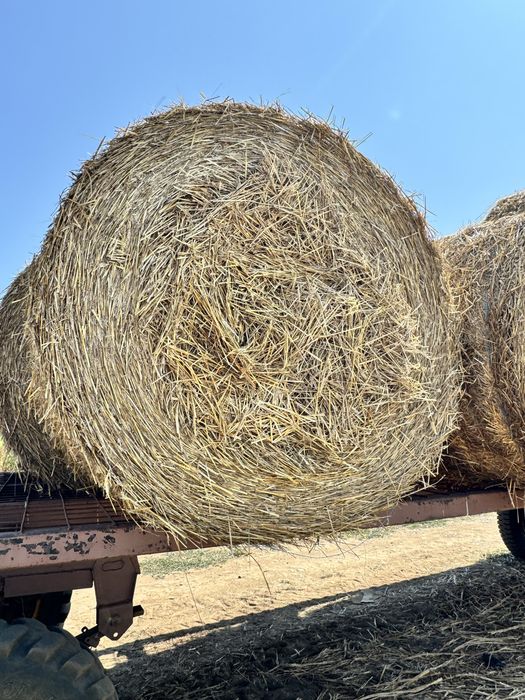 Vand baloti paie 2025 160cm diametru