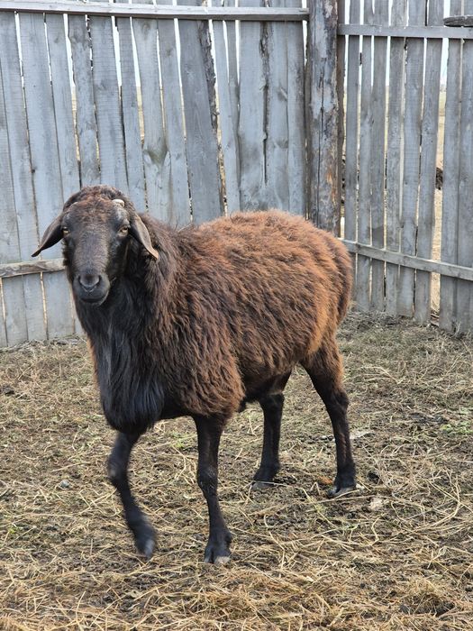 Продам барана, кошкар