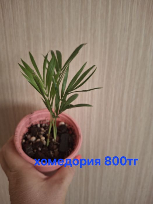 Комнатные растения домашние