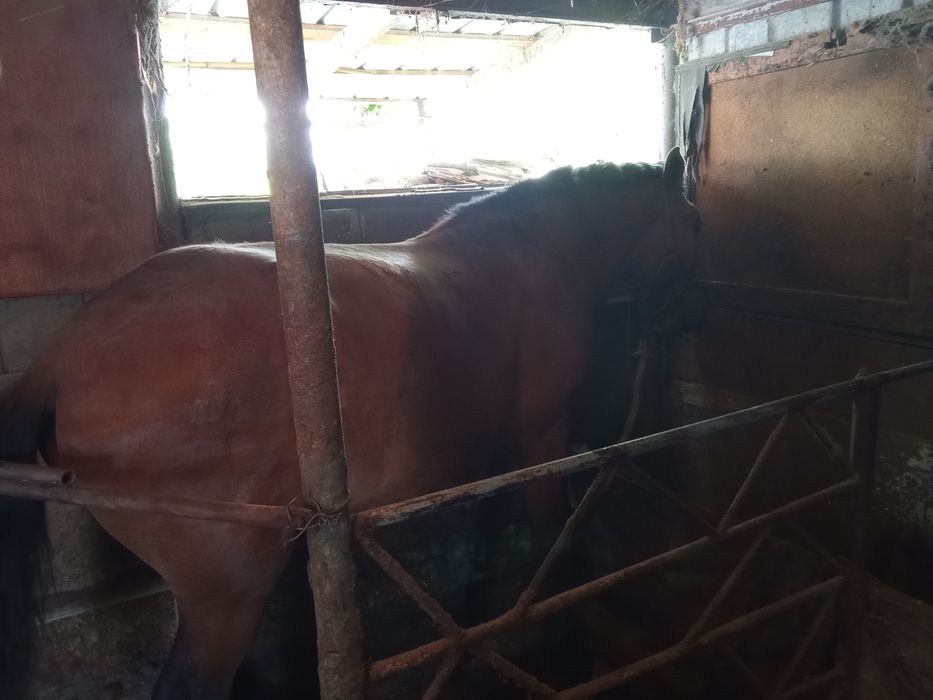 Жылқы сатам, байланған