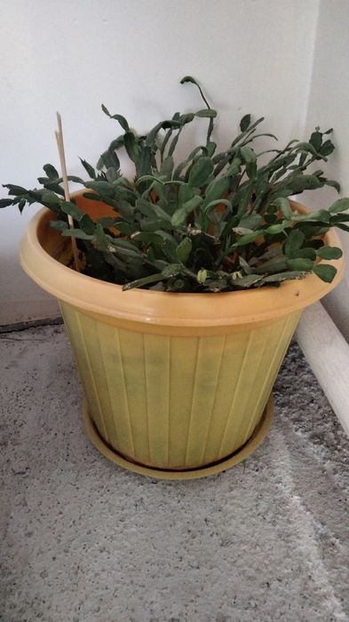 Продам домашние цветы