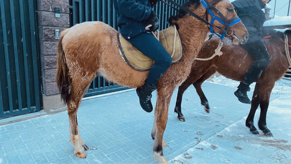 Жабагы тай сатылады