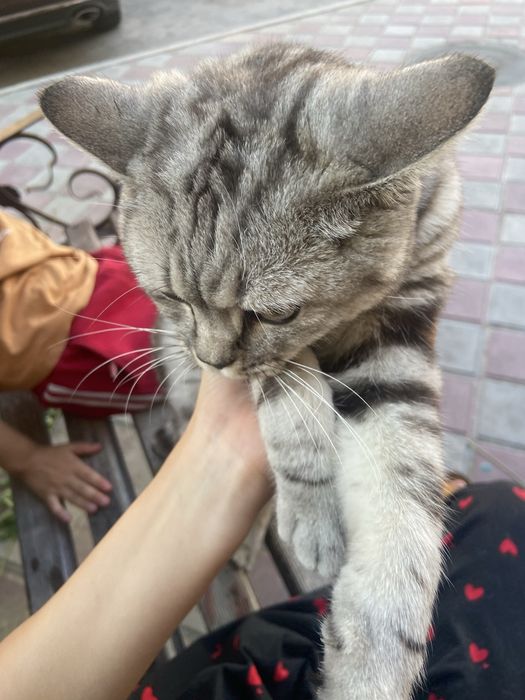 Продам кошку в хорошие руки,