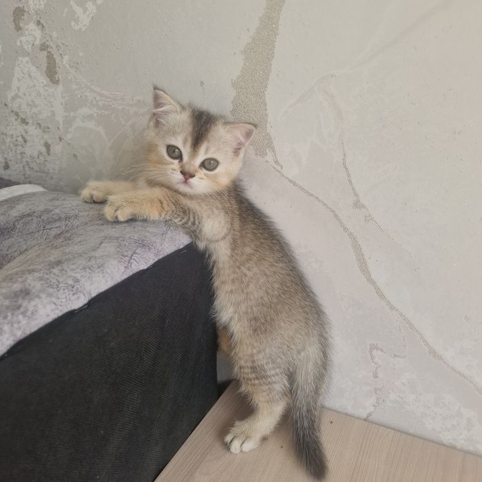 Котенок котенок котенок