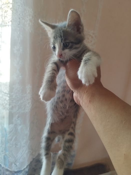 Отдам котят в добрые руки