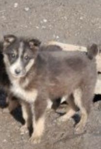 Отдам щенка в добрые руки. Доставка.