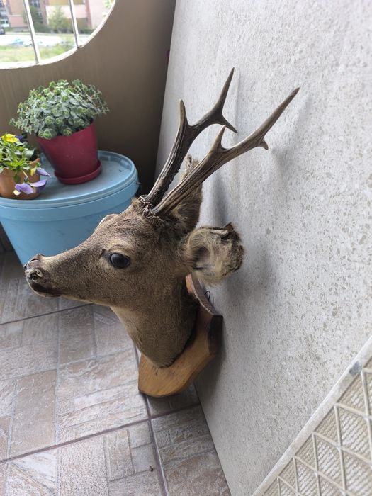 Продавам препариран бюст на сръндак