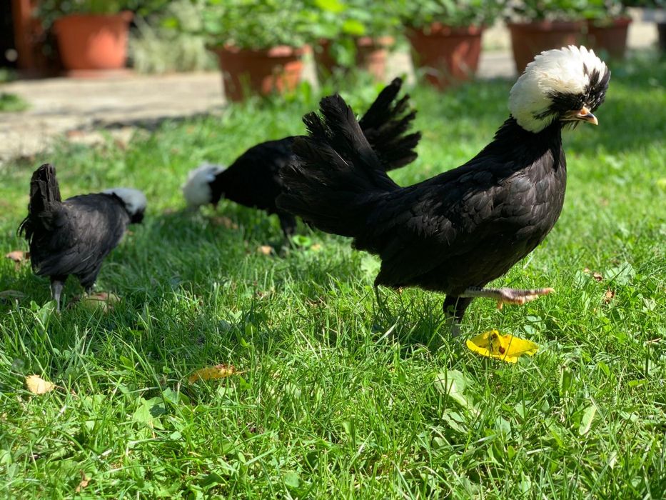 Motata Olandeza de vanzare