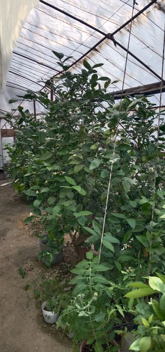 лимоны взрослые.