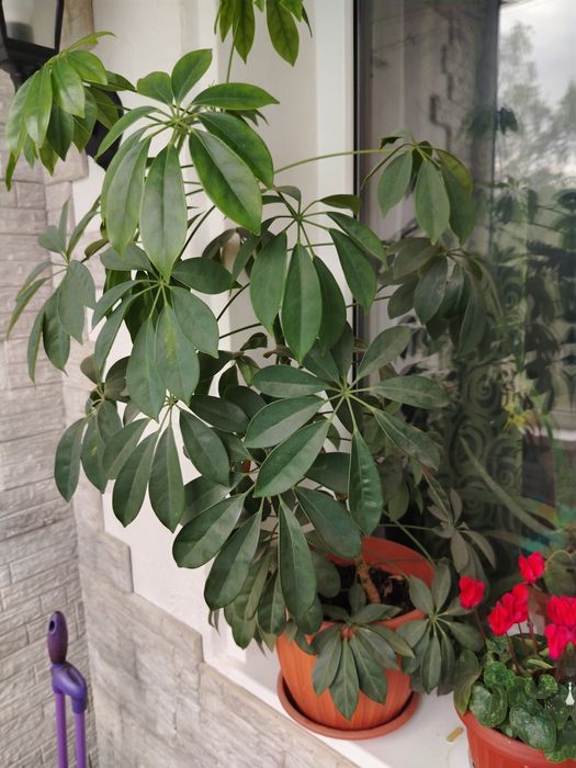 Продам цветы Шефлеру, Замиакулькас.