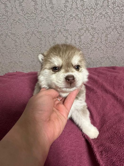 Продажа щенков хаски