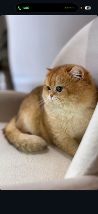 Vyazkaga! qiz mushuklani taklif qiladi