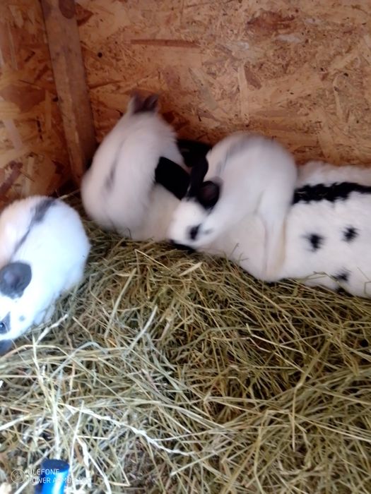 Se vinde iepuroaice cu pui