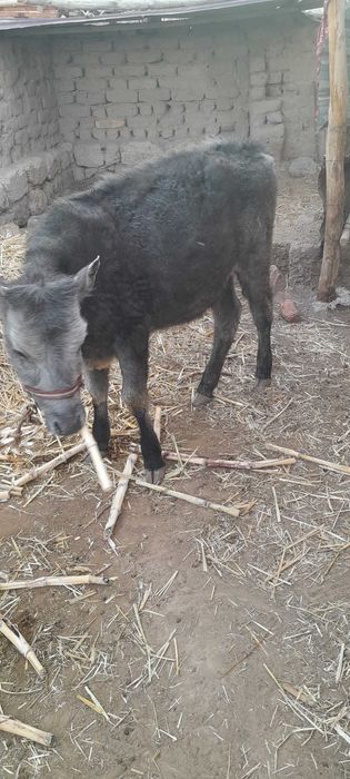 Баспақлар сатылады