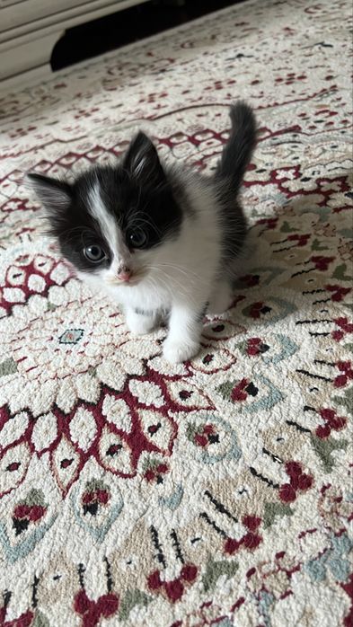 Супер активные котята в добрые руки