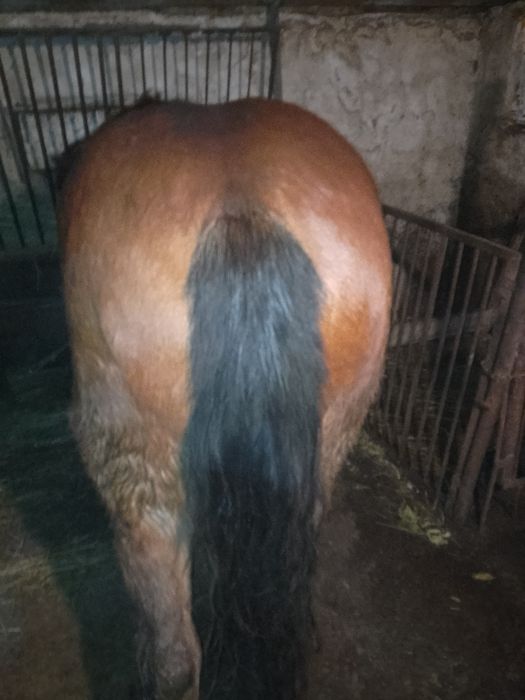 Vând mânză semigrea