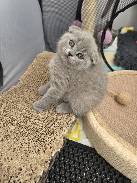 Британски котенца