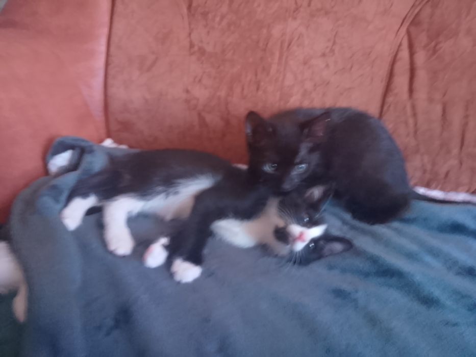 pisici alb cu negru și negru