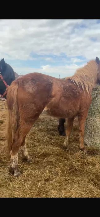 Продам кобыл.   .