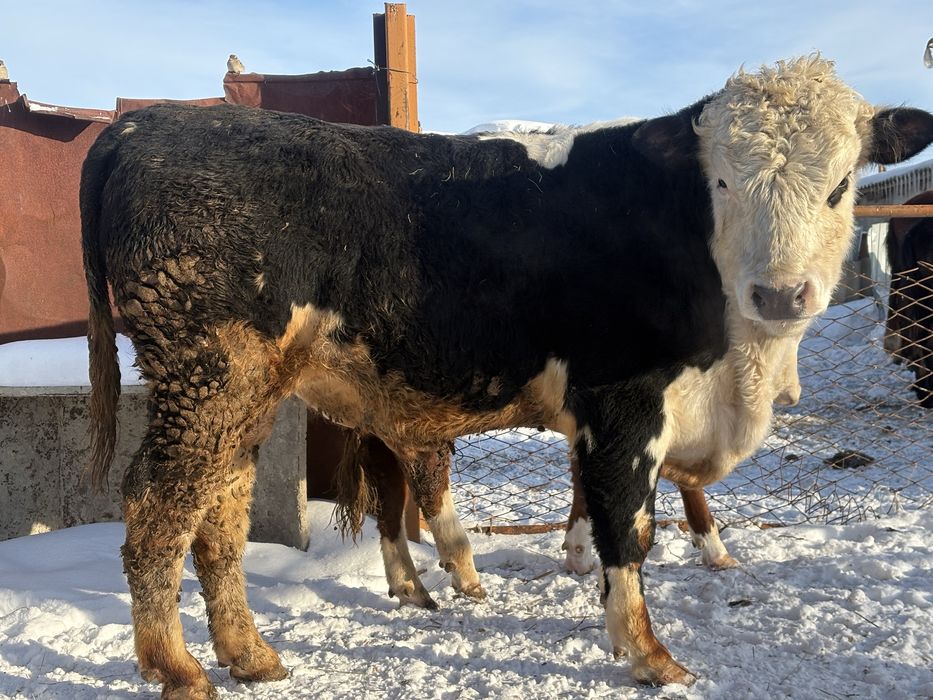 Продам быка. Возрост 2 года помесь