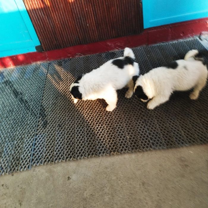 Отдам хороших щенят