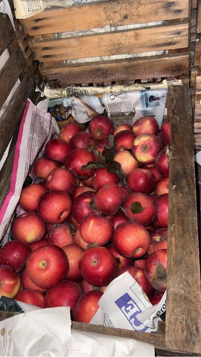 Яблоки айдарлет от 10кг