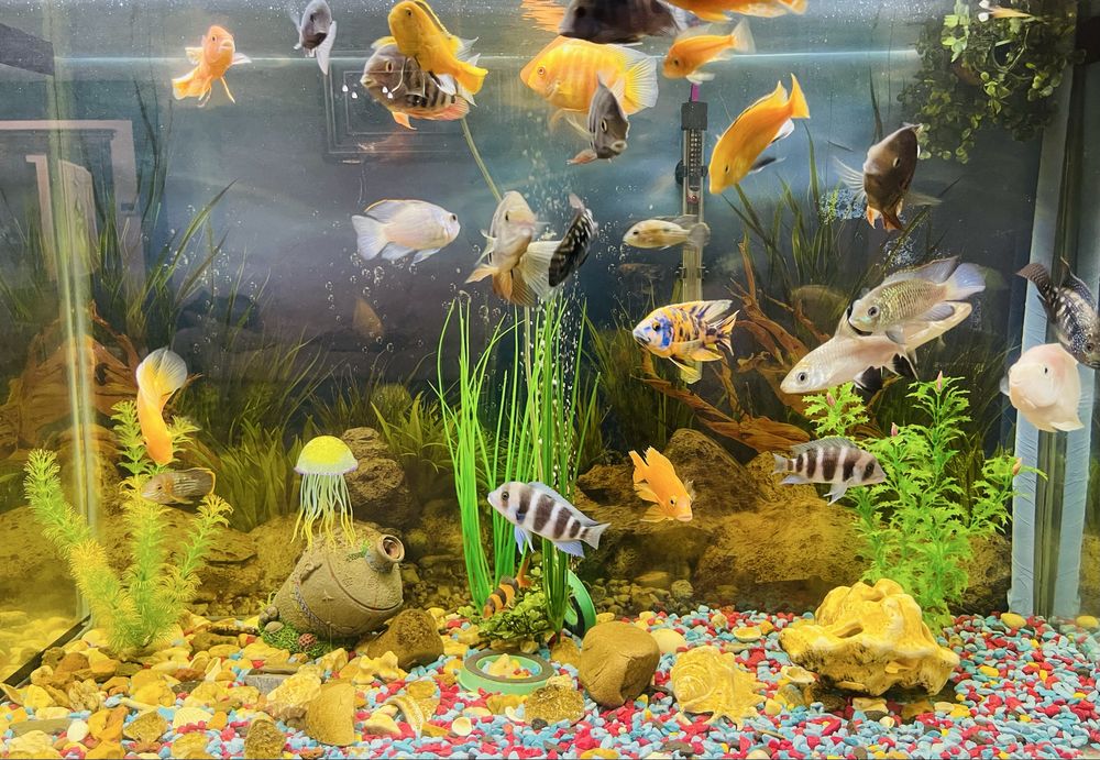 Продам Аквариумные рыбки (рыба)