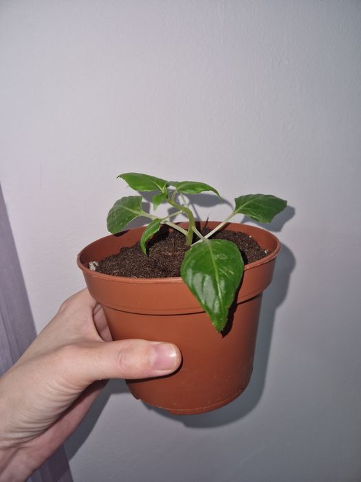 Бальзамин ванька, комнатные цветы