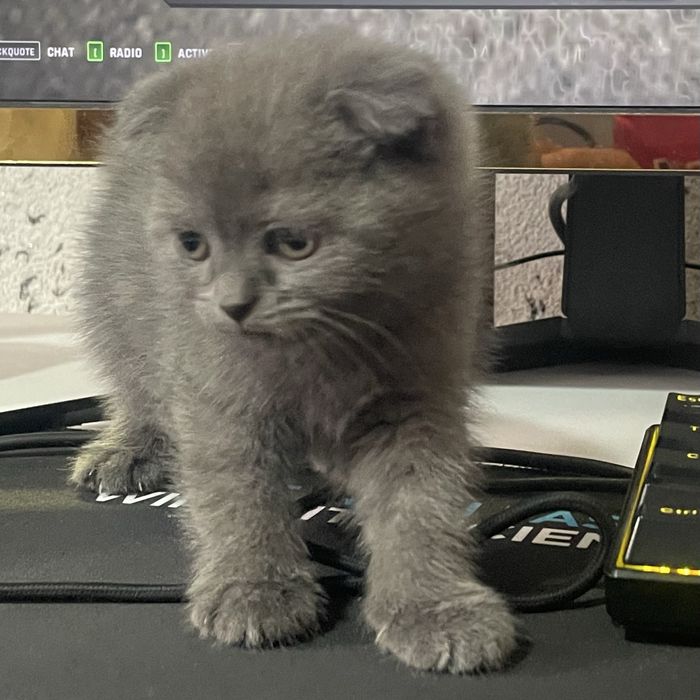 Котёнок Scottish Fold (вислоухий) ищет новый дом